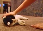 ちび太カワユス